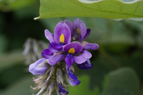 kudzu