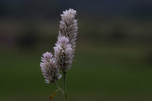 Quail Grass