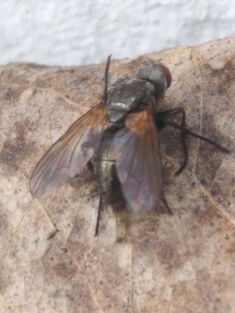 Macquartia from Bezirk Spandau, Berlin, Deutschland on September 2