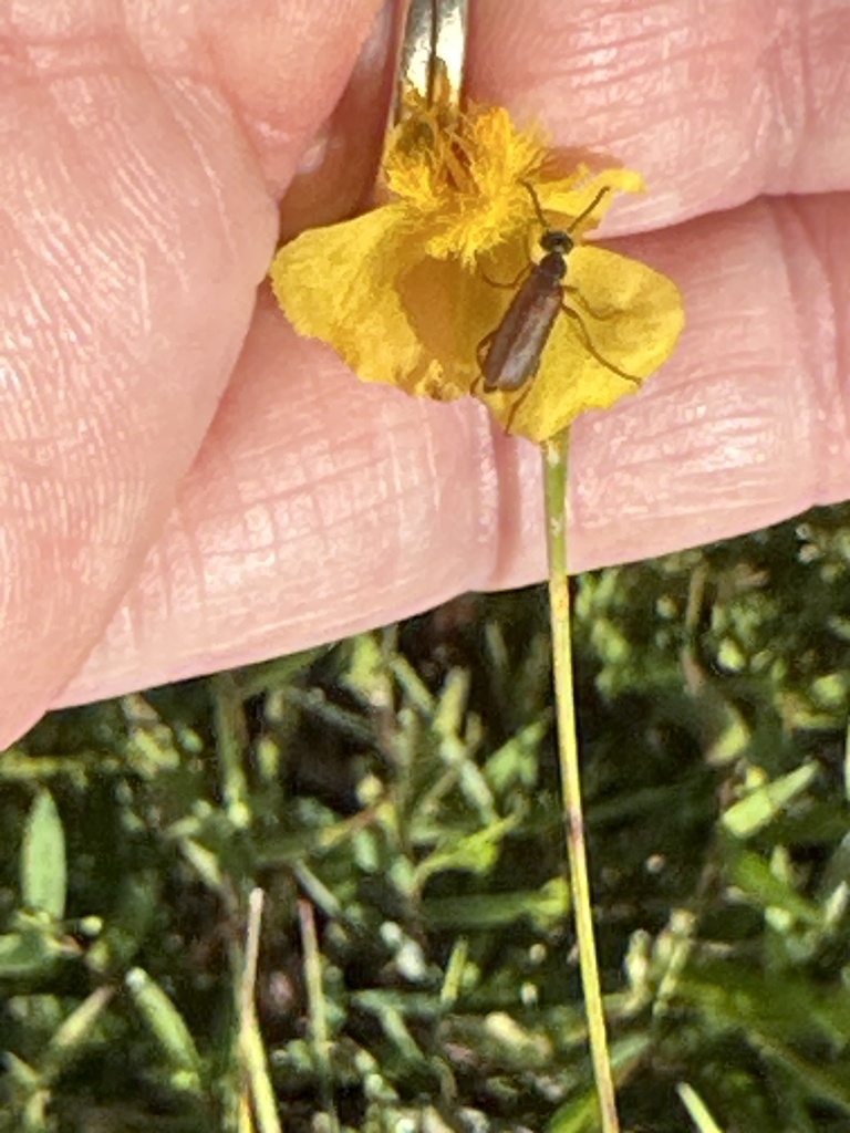 Epicauta batesii from Myakka River State Park, Sarasota, FL, US on
