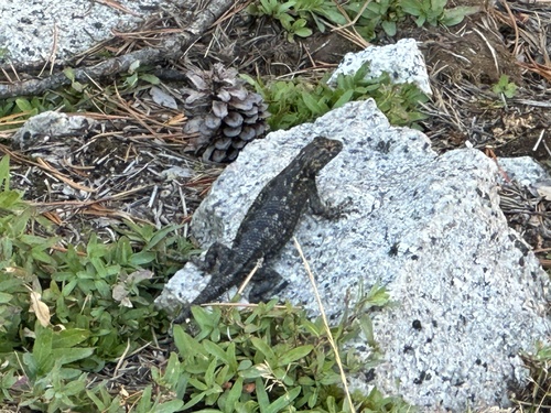 iNaturalist observation photo of Western Fence Lizard