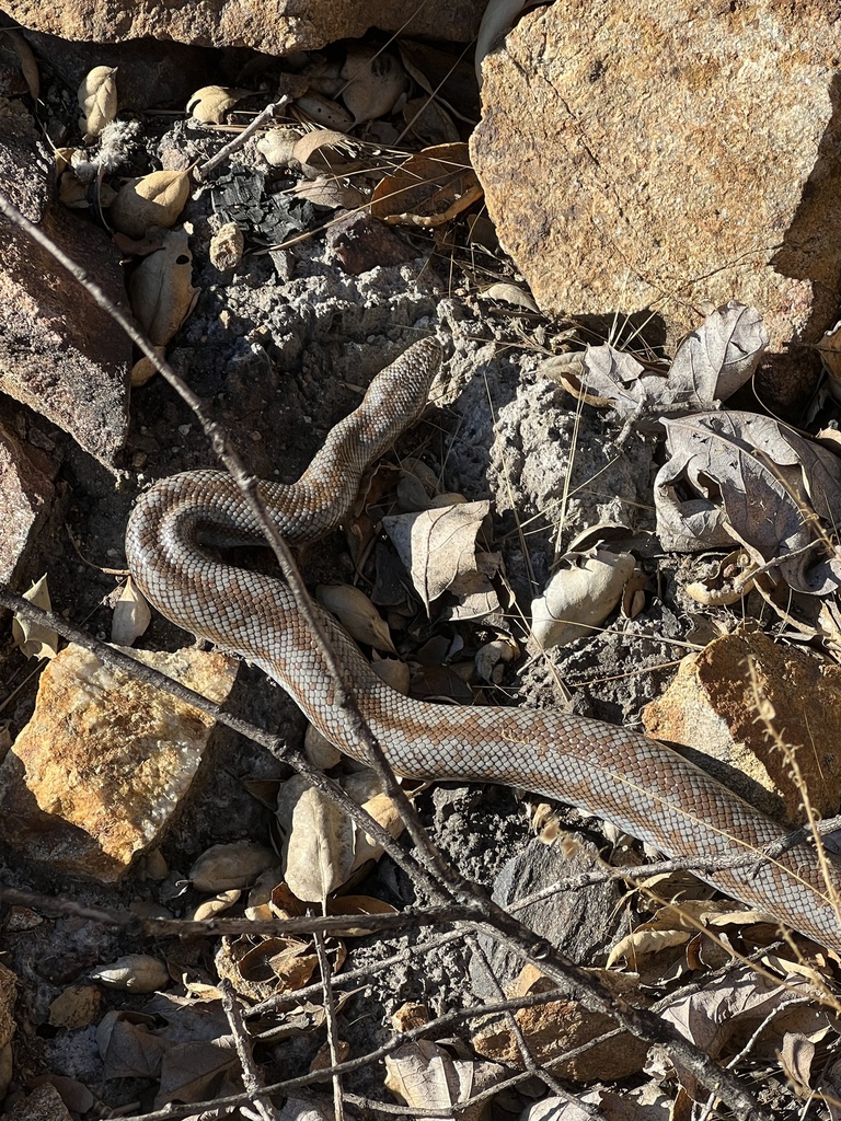 Coastal Rosy Boa from San Bernardino National Forest, Hemet, CA, US on ...