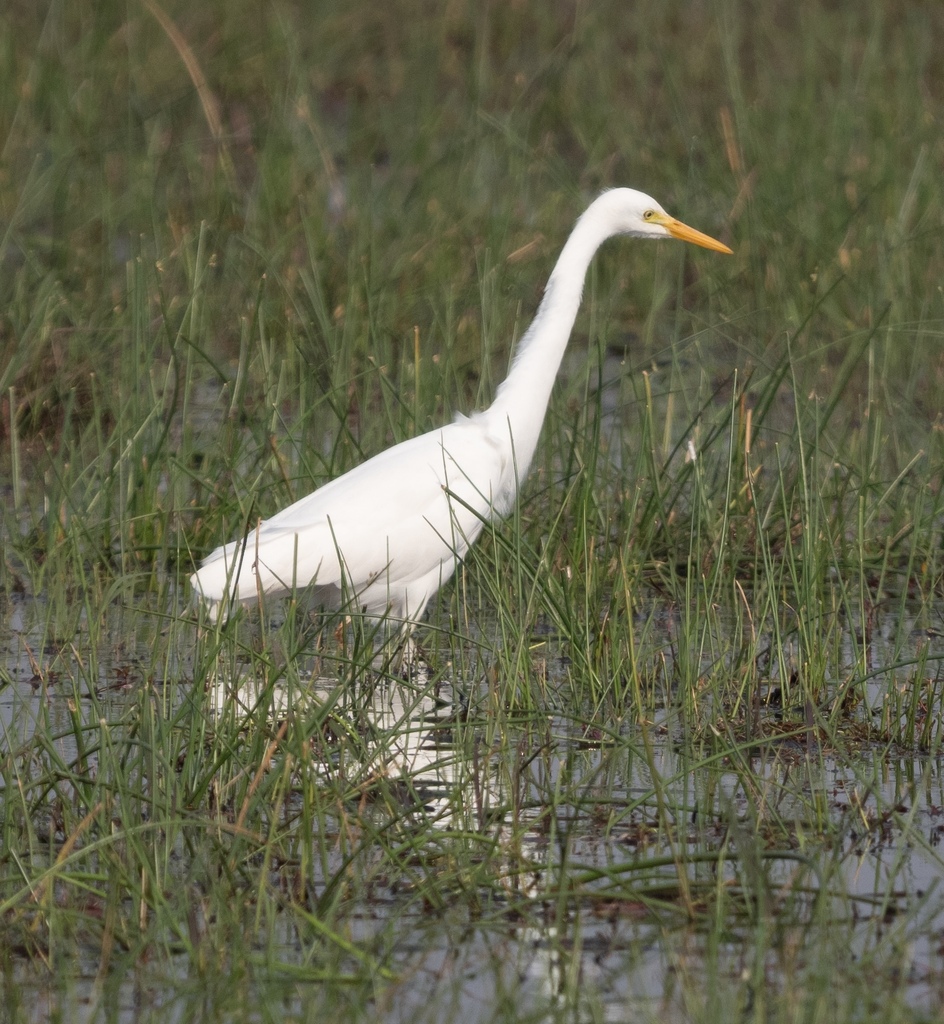 Yellow-billed Egret from Ngamiland North, Botswana on August 17, 2023 ...