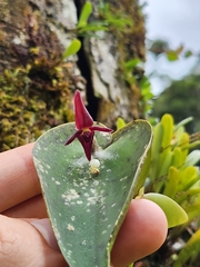 Pleurothallis phyllocardia image