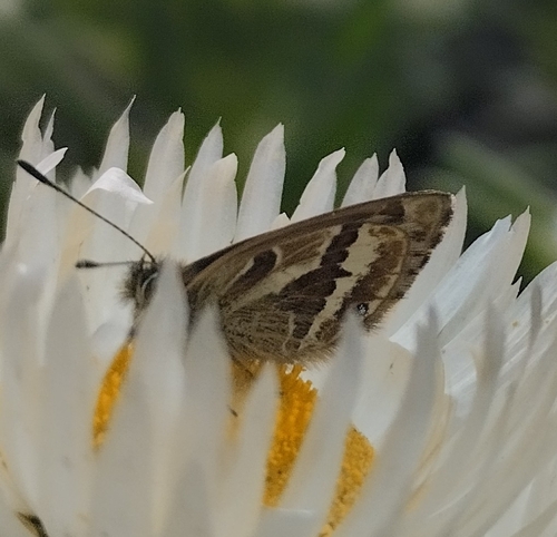 Harpendyreus aequatorialis