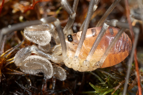 Sabacon viscayanus