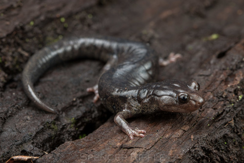 Klamath Black Salamander