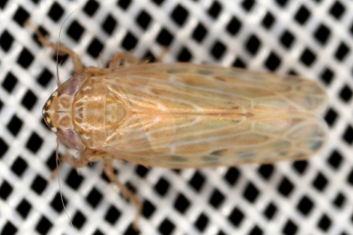Recilia coronifer (Marshall, 1866)