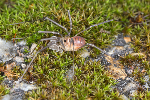 Sabacon viscayanus