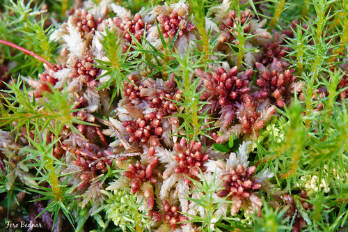 Sphagnum