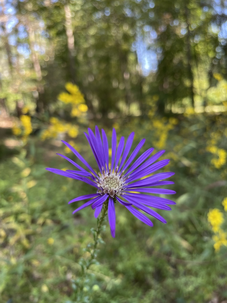aster from Strawberry Rd, Summerfield, NC, US on October 4