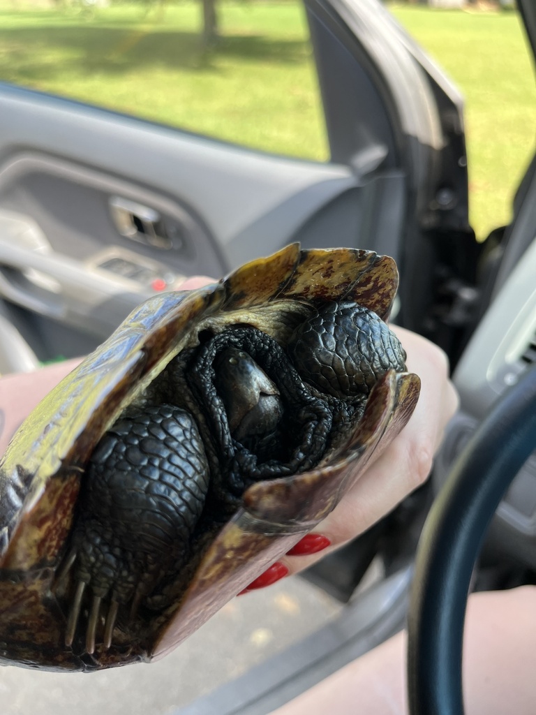 Deirochelyine Turtles from St Marys Rd, Hillsborough, NC, US on October ...