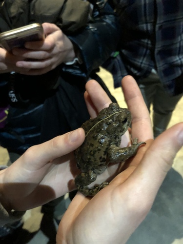iNaturalist observation photo of Western Toad