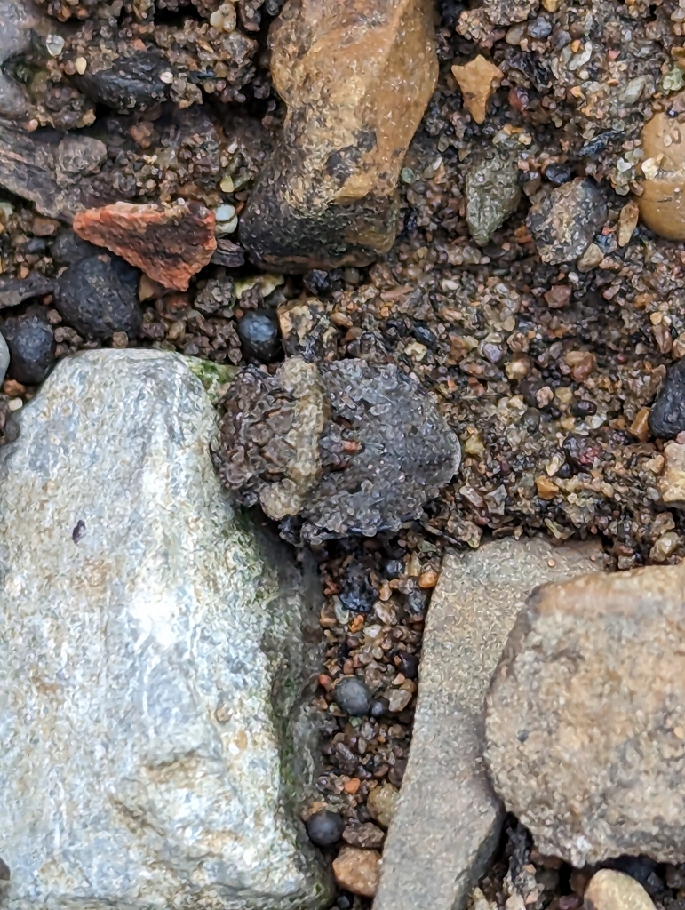 Nashville Insects Big-eyed Toad Bug from Nashville, TN 37214, USA on October 6, 2023 at ...