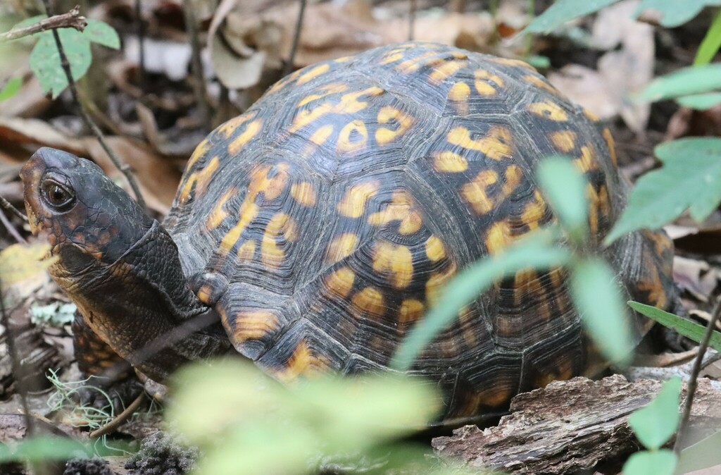 Eastern Box Turtle from 3043 Capital Cir NW, Tallahassee, FL 32303, USA ...