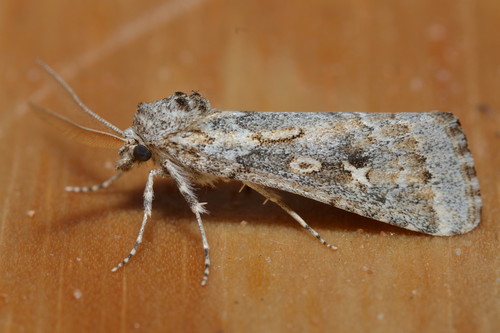 Eremochroa alphitias Meyrick, 1897