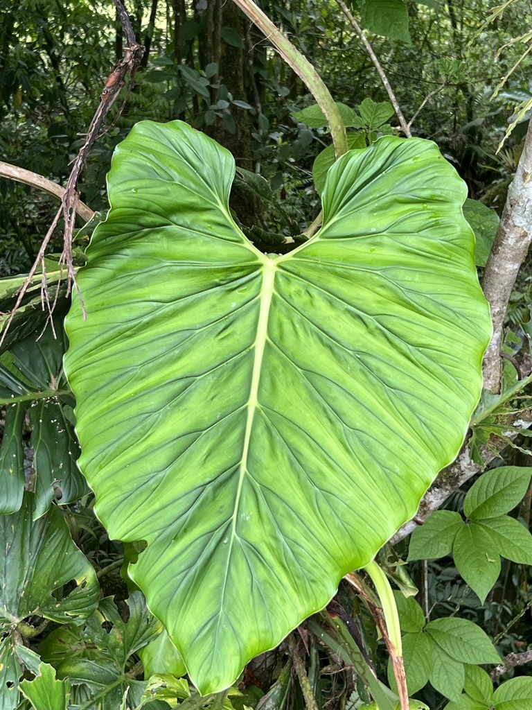 Philodendron findens  iNaturalist