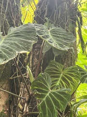 Philodendron verrucosum image