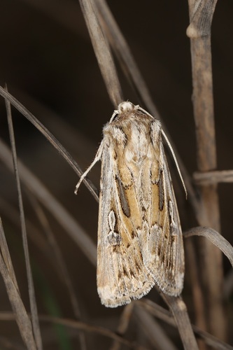 Wood's Dart