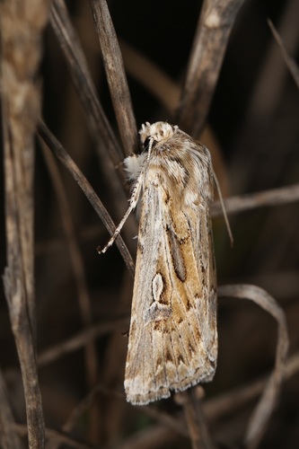 Wood's Dart