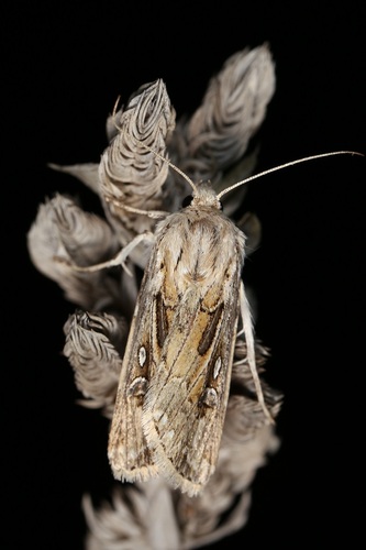 Wood's Dart