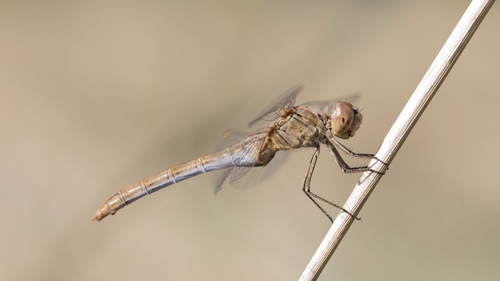 Southern Darter
