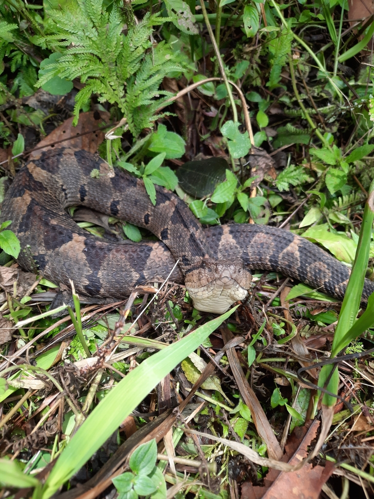 Central American Jumping Pit Viper from San Lorenzo, Provincia de ...