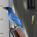 Steller's Jay × California Scrub-Jay - Photo (c) Reimond Ng, all rights reserved, uploaded by Reimond Ng