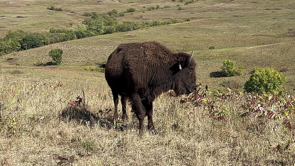 American Bison from Manhattan, KS, US on October 7, 2023 at 0252 PM by