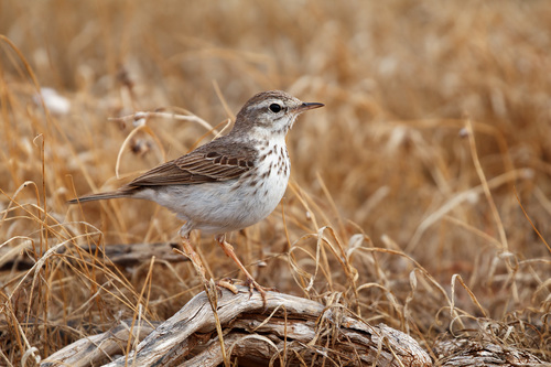 Anthus berthelotii