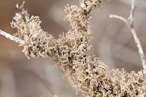 Seirophora villosa