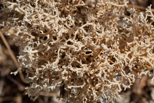 Seirophora villosa