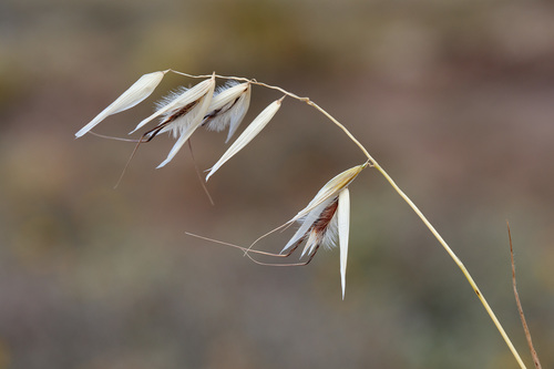 Avena canariensis