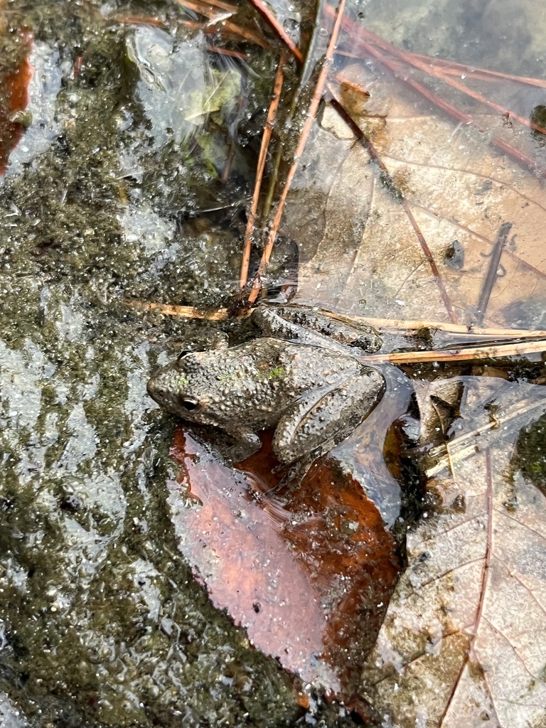 Northern Cricket Frog from William B. Umstead State Park, Raleigh, NC ...