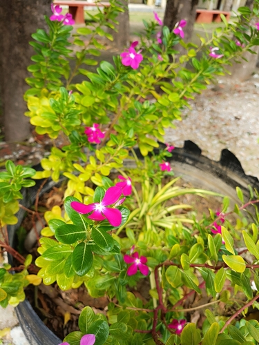 Madagascar Periwinkle