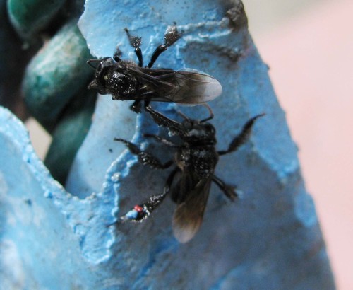 Black Slender-Stingless bee