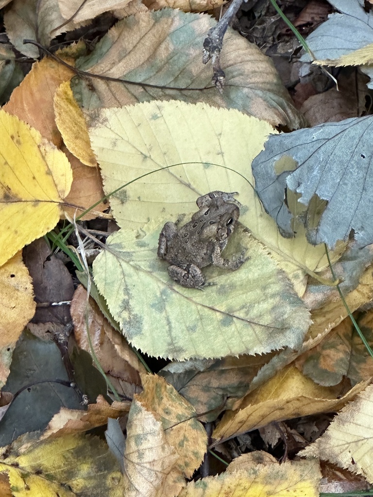 American Toad from Morristown National Historical Park, Morristown, NJ ...