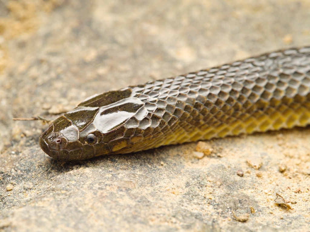 Anderson's Mountain Keelback in October 2023 by Caius Cheung · iNaturalist