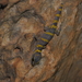Gulf Marbled Velvet Gecko - Photo (c) Owen Gale, all rights reserved