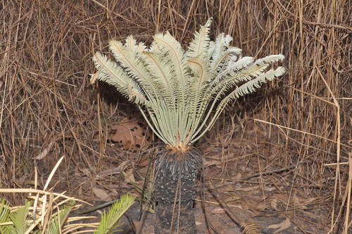 Cycas maconochiei ssp. maconochiei
