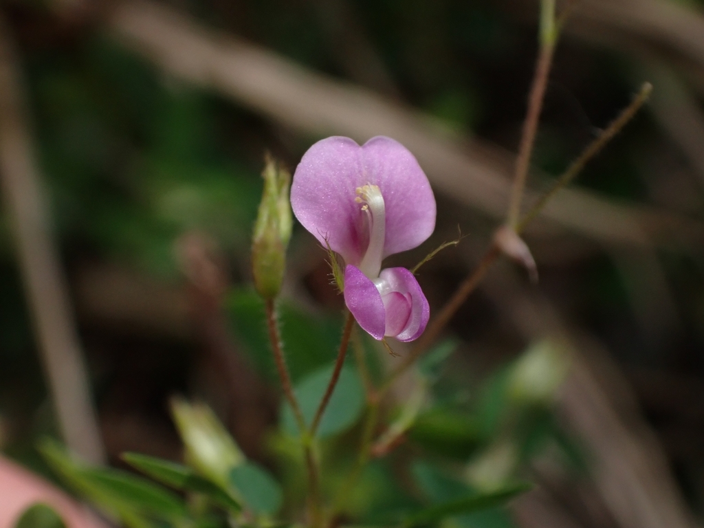 Leptodesmia microphylla (Leptodesmia microphylla)
