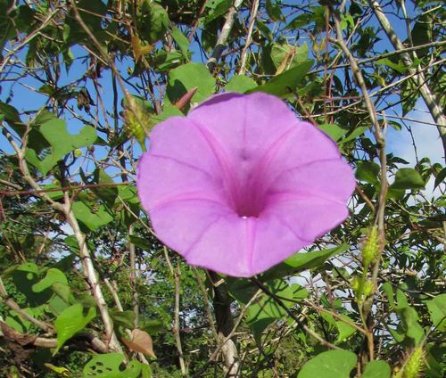 Ipomoea crinicalyx