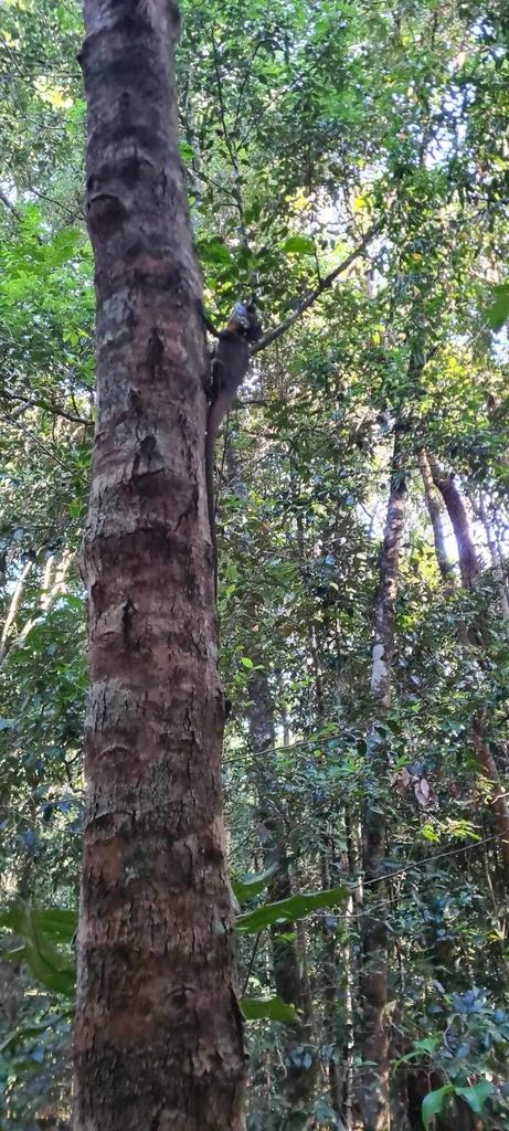 Boyd's Forest Dragon from Paluma Range National Park, Crystal Creek ...