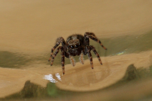 Pseudeuophrys