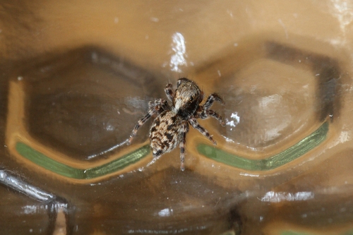 Pseudeuophrys
