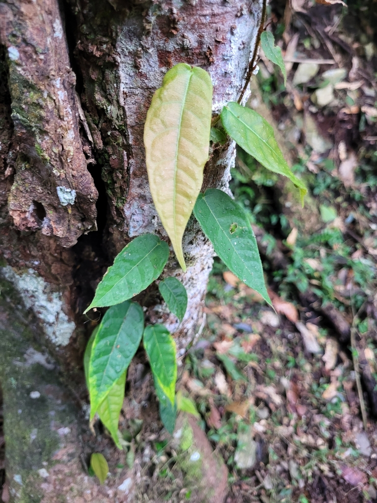 Ficus sarmentosa nipponica from 848台灣高雄市桃源區藤枝部落[DRTS] on October 8 ...