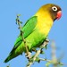 Yellow-collared Lovebird - Photo (c) WildNothos, all rights reserved, uploaded by WildNothos
