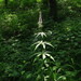 Sibirian Veronicastrum - Photo (c) snv2, all rights reserved, uploaded by snv2