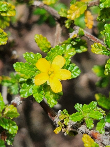 Turnera diffusa image