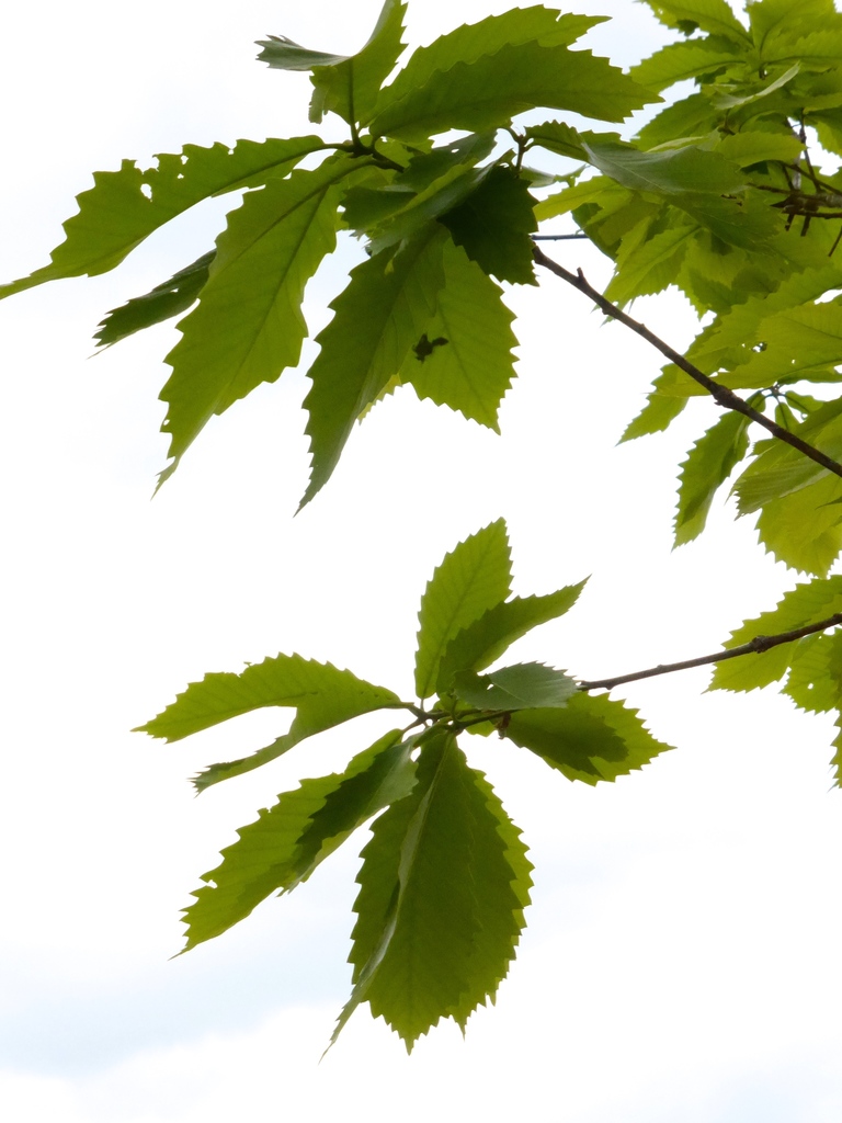 Quercus griffithii (Quercus griffithii)